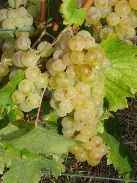 Agriturismo Cascina L'Arche 圣斯泰法诺贝尔博 外观 照片