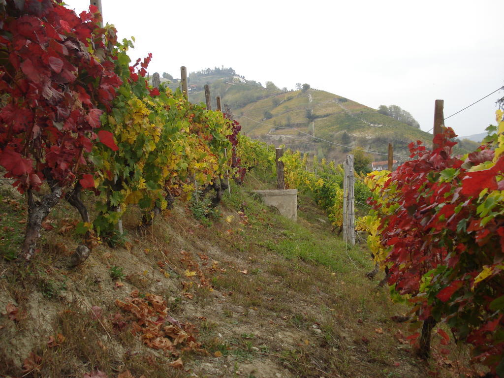 Agriturismo Cascina L'Arche 圣斯泰法诺贝尔博 外观 照片