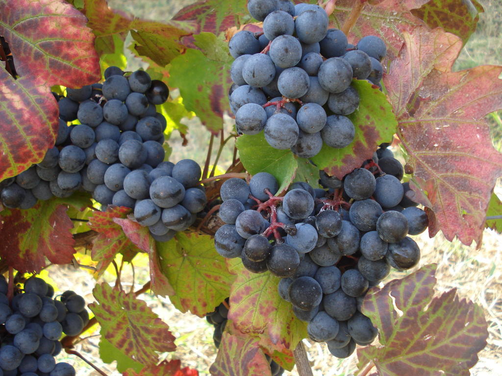 Agriturismo Cascina L'Arche 圣斯泰法诺贝尔博 外观 照片